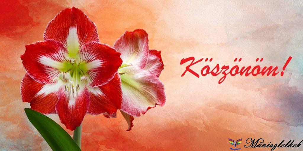 Köszönöm